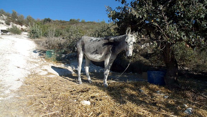 Cyprus Donkey