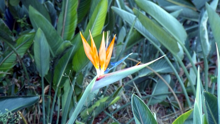 Cyprus Strelitzia - Bird Of Paradise Flower