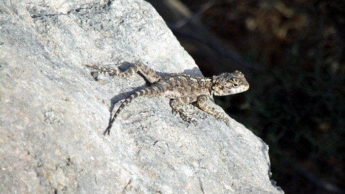 Akamas Cyprus lizard