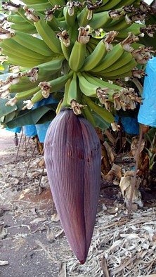 bananas Cyprus