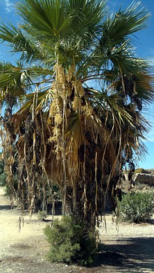 Cyprus palm