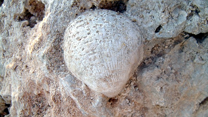 fossil shell, Cyprus